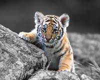 pic for Cute Tiger Cub 1600x1280